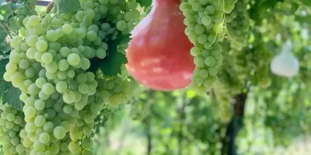 Likyalılardan günümüze uzanan lezzet! Tadı kendine has, raf ömrü uzun: 150 dönümde özenle toplanıyor 5